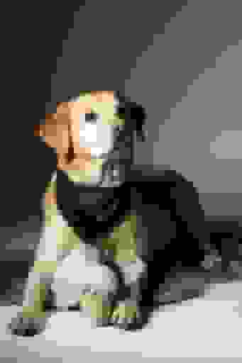 Photo of the Headshots Studio 'PicturePeople Fotostudio Leipzig'